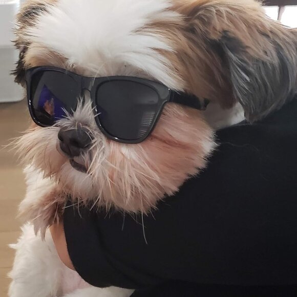 Puppy 80s Retro Sunglasses - Picture 1 of 1